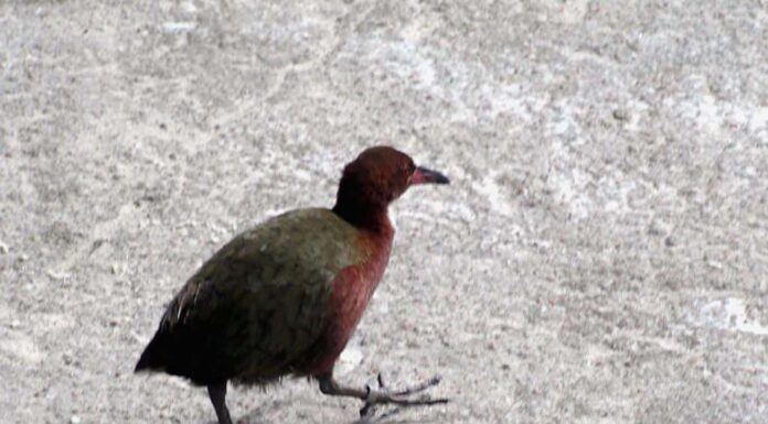 A The Best Nest Boxes Birds Will Actually Use for 2022