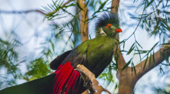 Turaco
