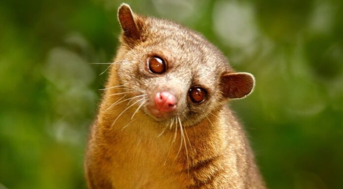 10 incredibili fatti su Kinkajou
