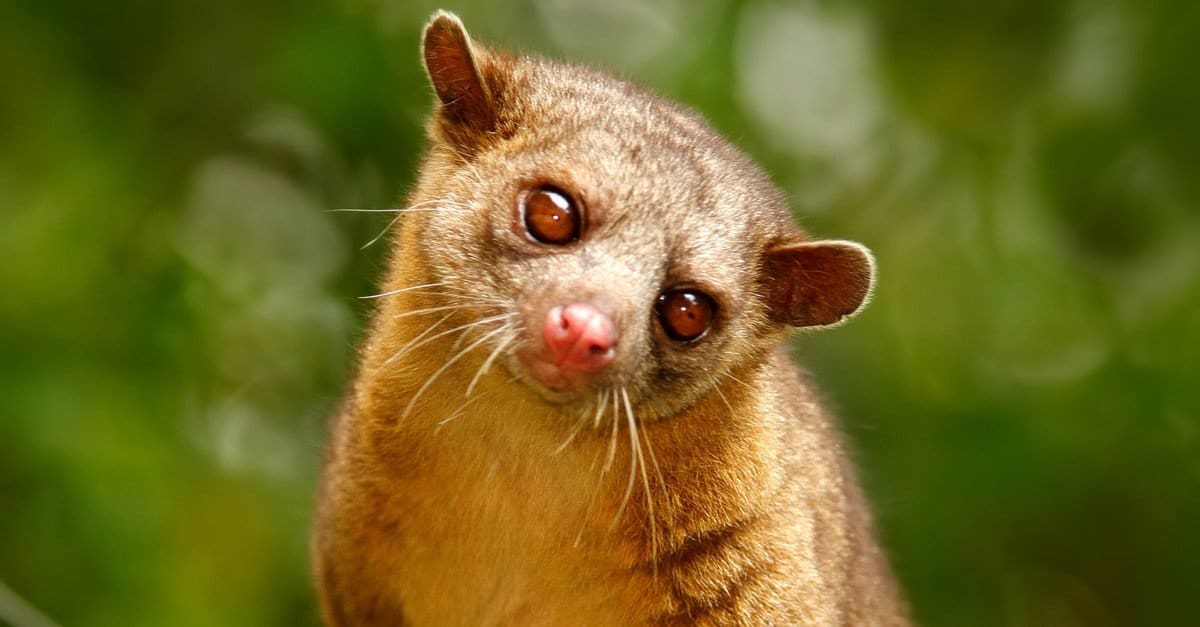 10 incredibili fatti su Kinkajou