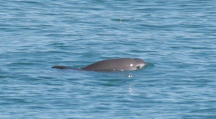 News: L'animale più raro del mondo sta per estinguersi
