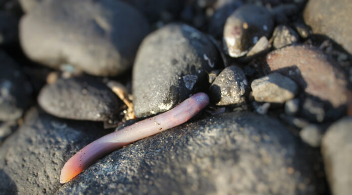 Orecchie singole (pesce del pene)
