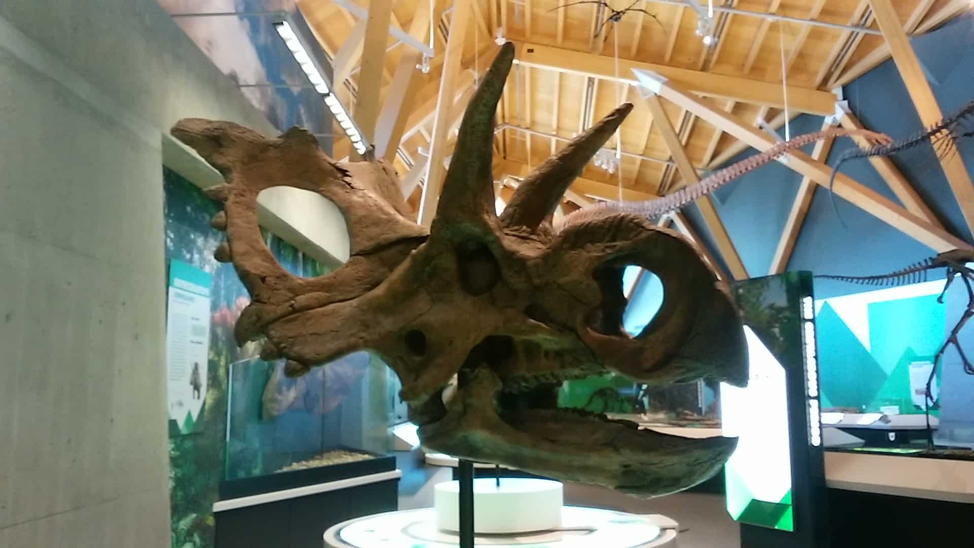 Xenoceratops