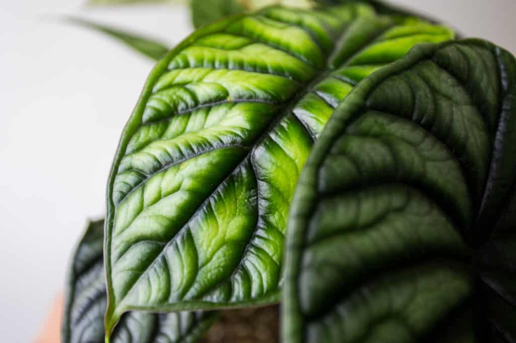 Alocasia Dragon Scale vs Silver Dragon