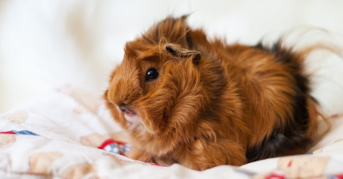Cavia peruviana