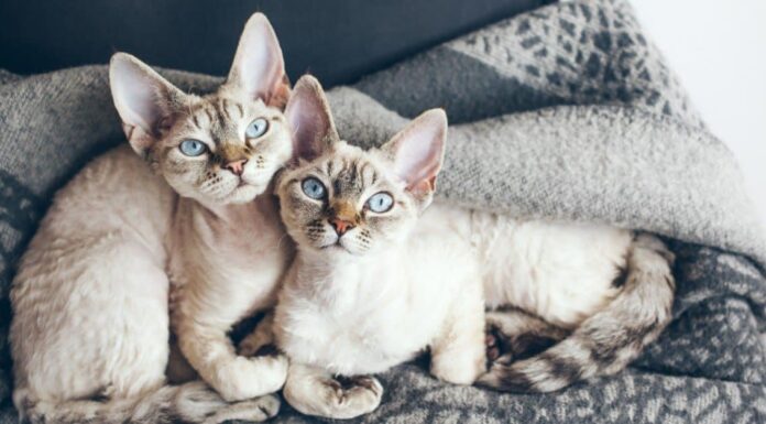 Devon Rex contro Cornish Rex
