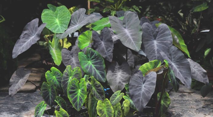 Alocasia vs Colocasia