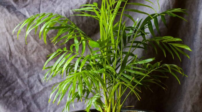 Cat Palm vs Areca Palm