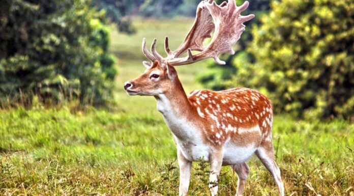 Daino vs cervo dalla coda bianca
