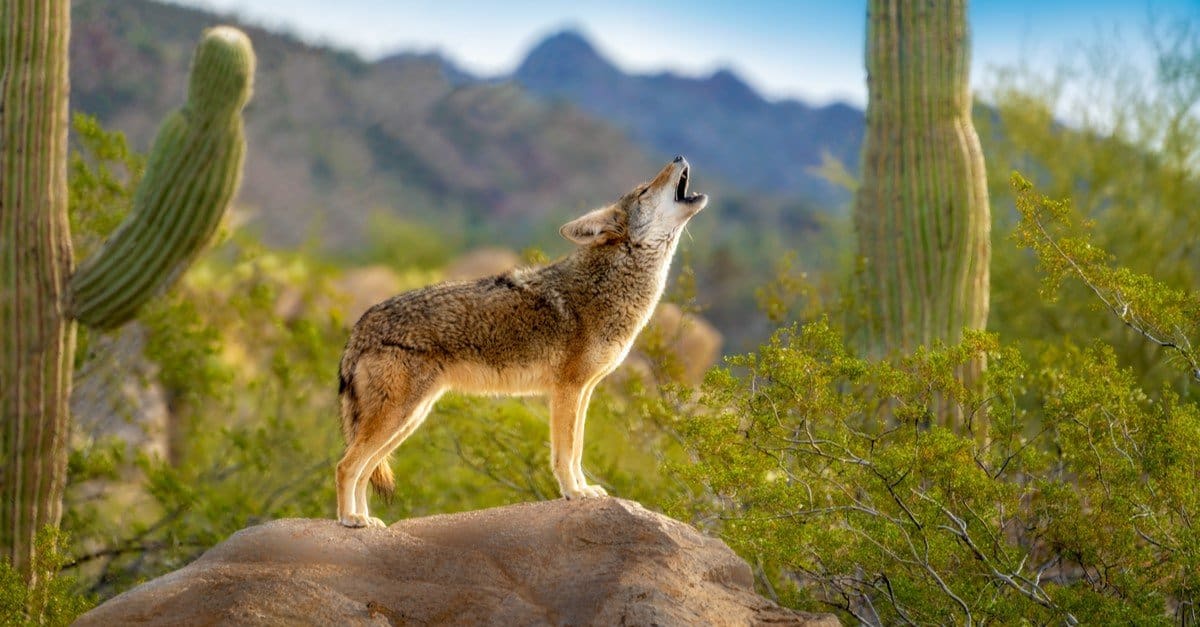 Grey Fox vs. Coyote: spiegate le loro differenze