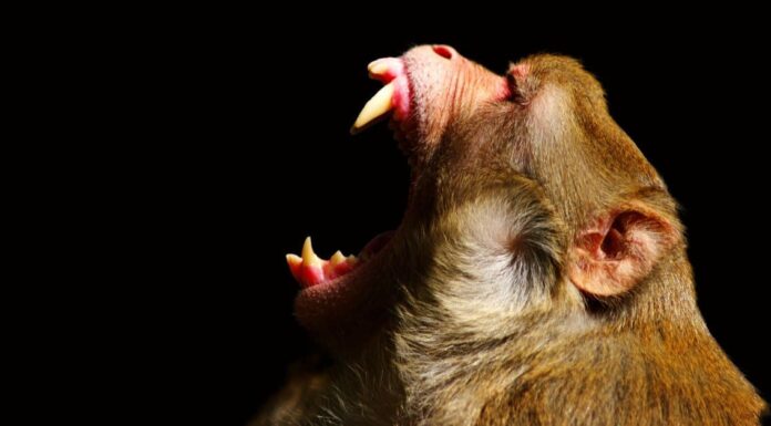 Le scimmie mangiano carne?
