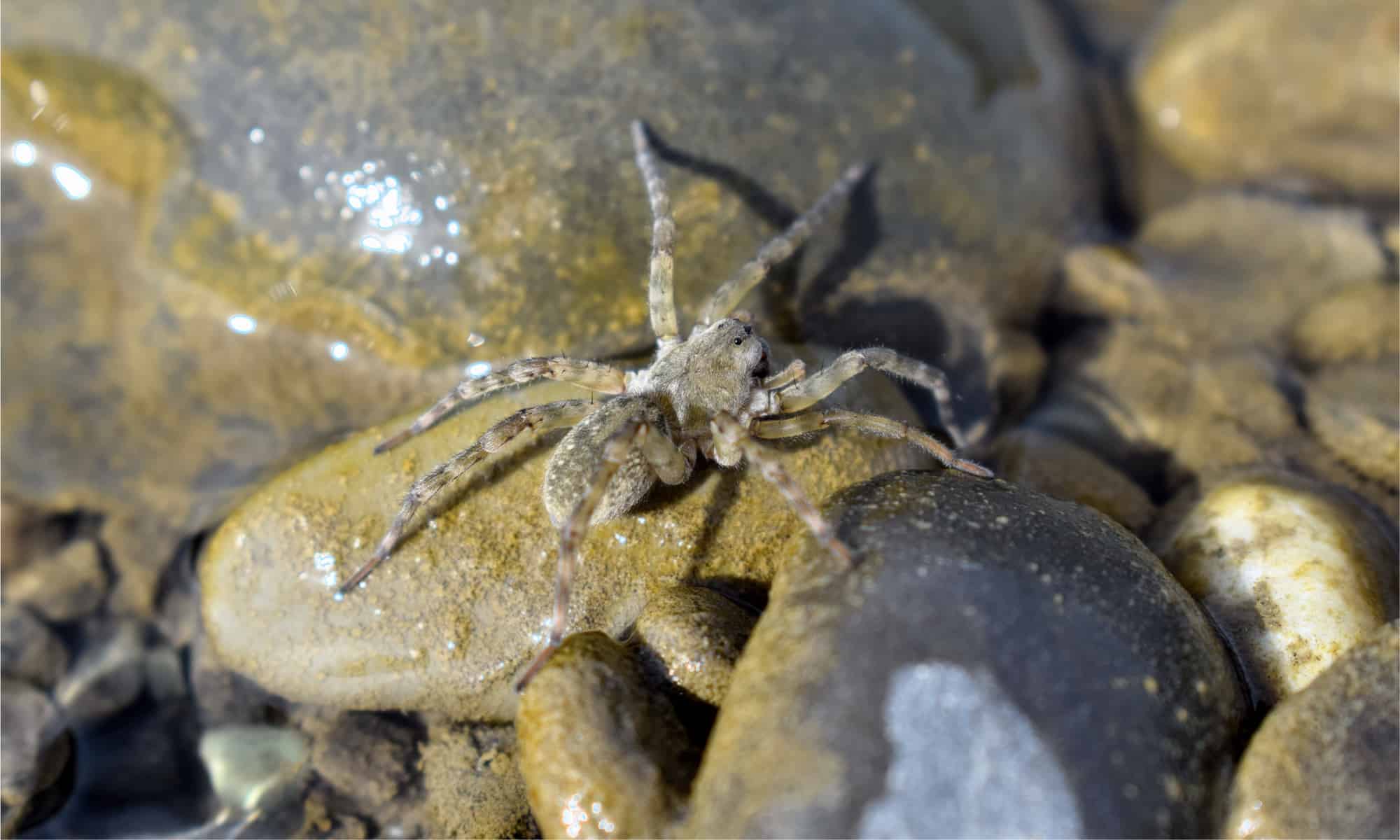 I 7 ragni più grandi del New Jersey