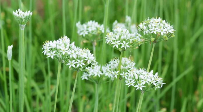 Garlic Chives vs Chives
