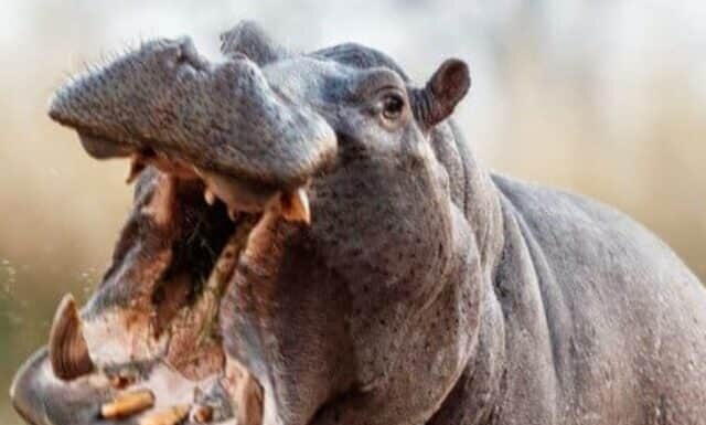 Guarda un leopardo cacciare accidentalmente un ippopotamo e tornare più tardi per un pasto
