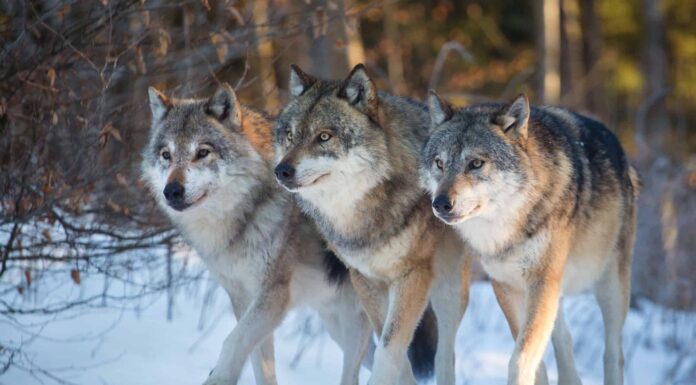  Ci sono lupi in Texas?  Scopri la loro storia nello stato
