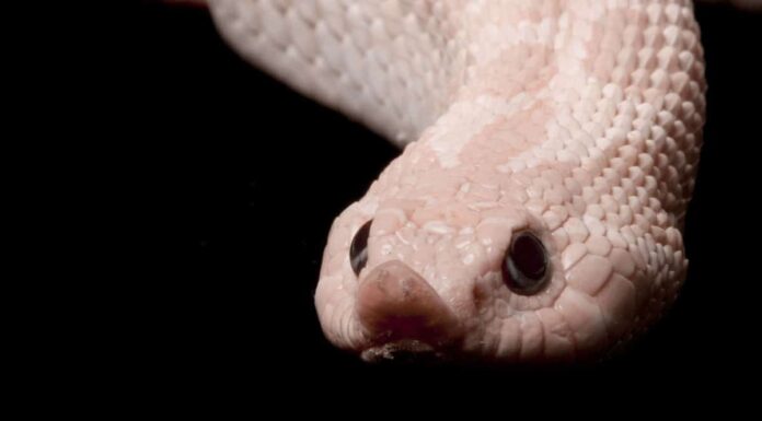 I serpenti escono nella neve?
