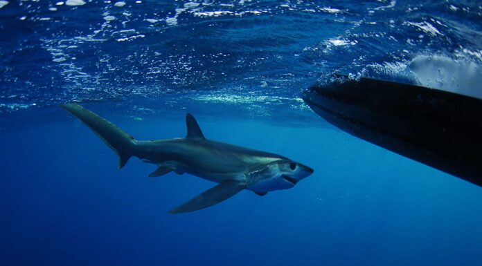 Il più grande squalo volpe mai registrato
