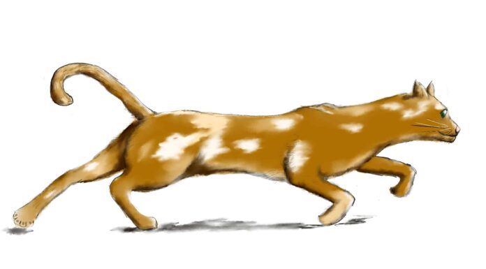 How to draw a cat step 1