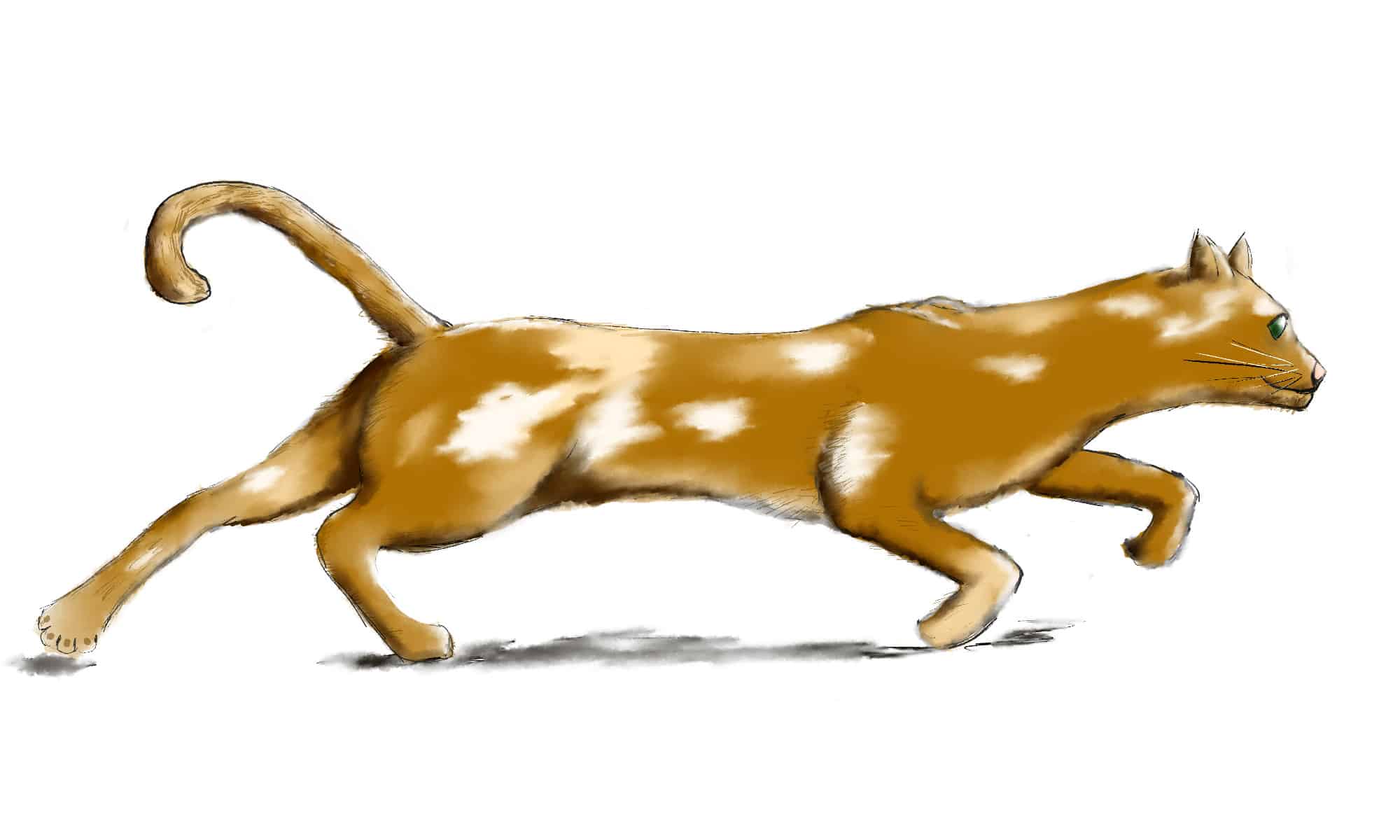 How to draw a cat step 1