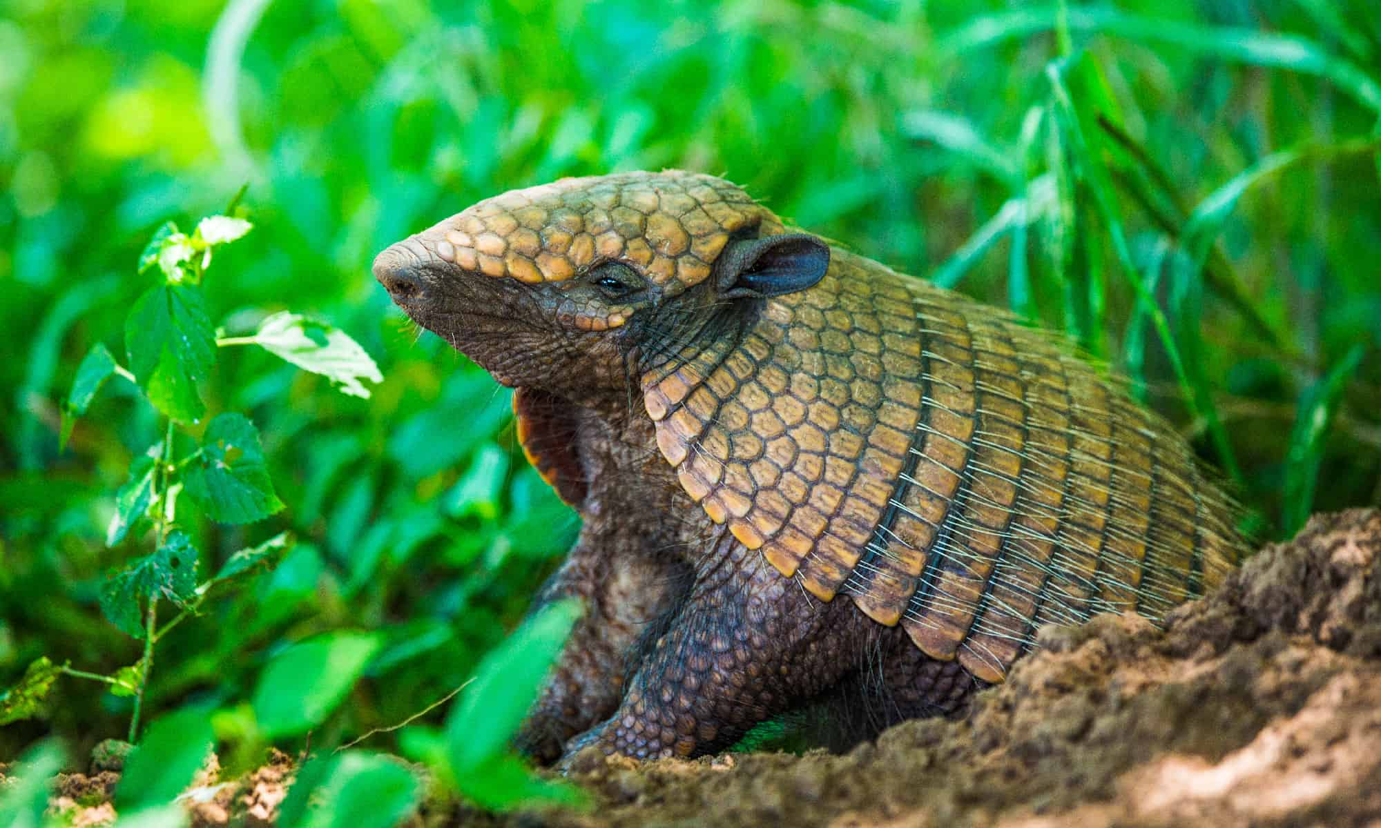 Interesting animals &ndash; Nine-banded Armadillo