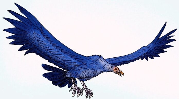 Questo predatore aereo era spaventosamente grande e avrebbe potuto facilmente sollevare esseri umani
