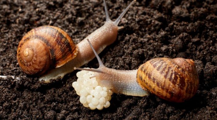 Cacca di lumaca: tutto ciò che avresti sempre voluto sapere
