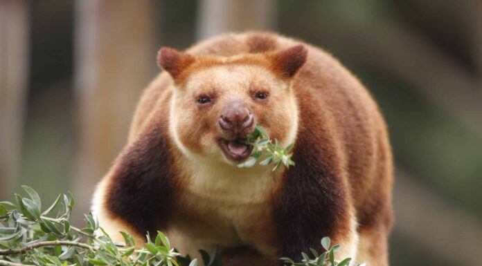 10 incredibili fatti sul canguro degli alberi
