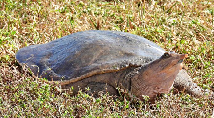 Florida Softshell Turtle (Apalone ferox)