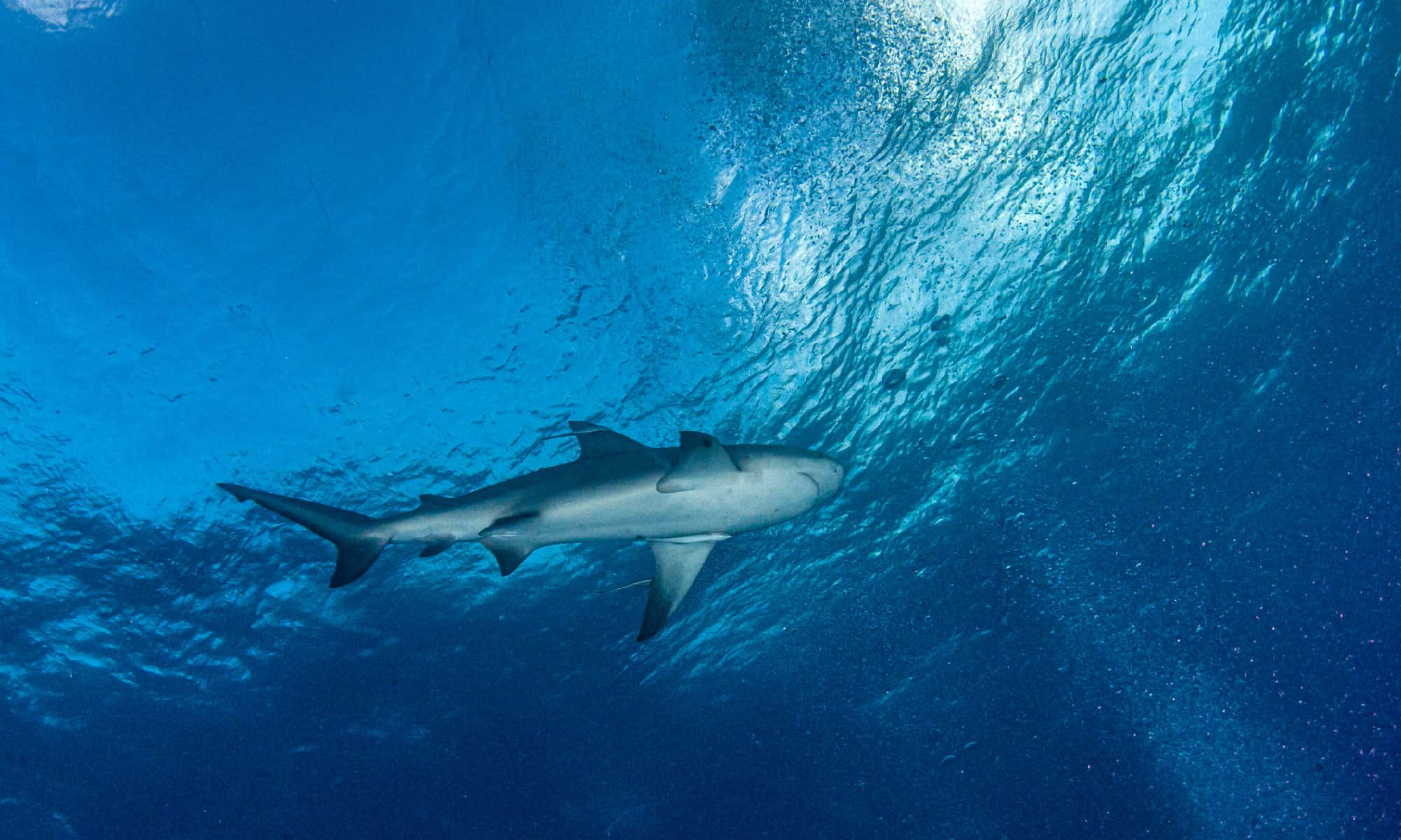 Una storia completa degli squali nel fiume Mississippi