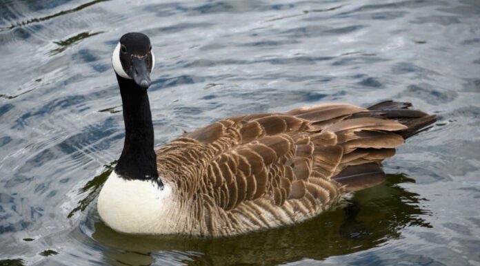 10 fatti incredibili sull'oca
