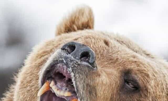 Guarda One Grizzly Bear Charge 50+ Elk a Yellowstone
