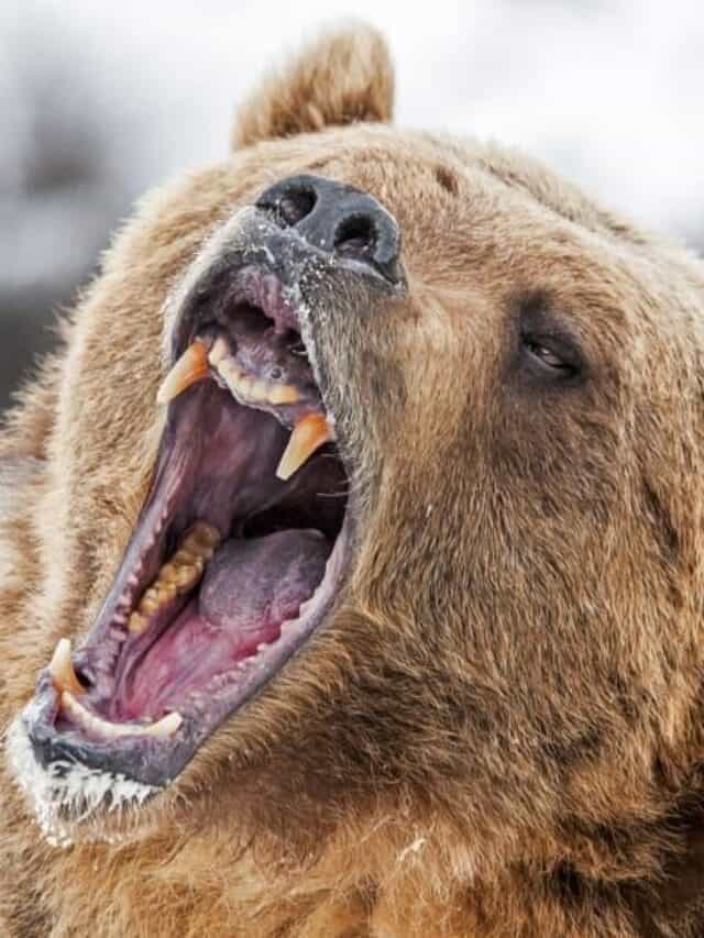 Guarda One Grizzly Bear Charge 50+ Elk a Yellowstone