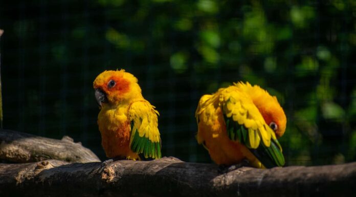 Basilosaurus cetoides