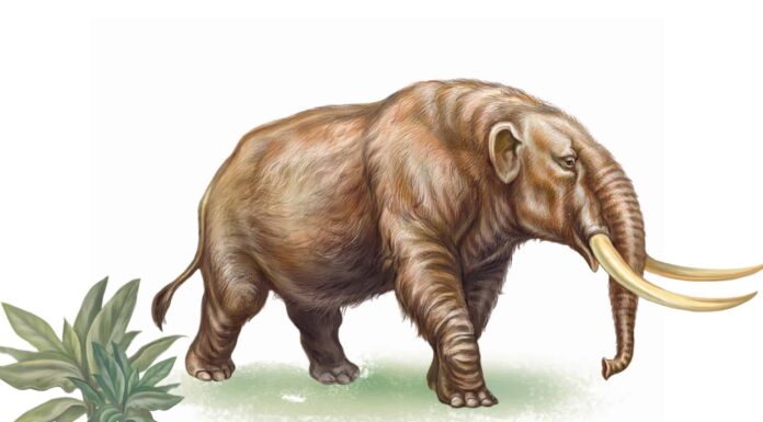 Scopri 6 animali estinti che vivevano in Massachusetts
