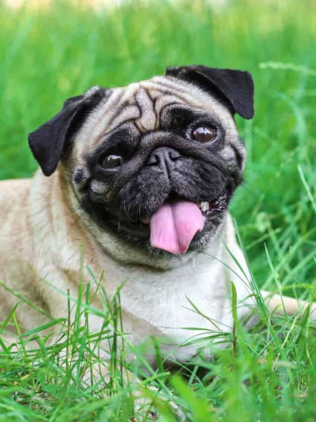 9 migliori parchi per cani ad Atlanta