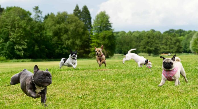 8 migliori parchi per cani a Colorado Springs
