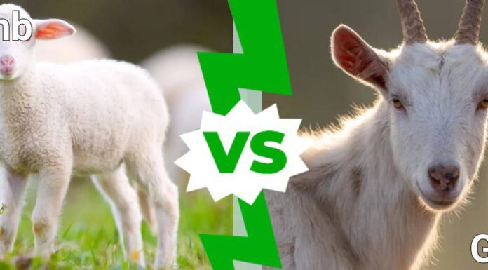 Un agnello è una capra?
