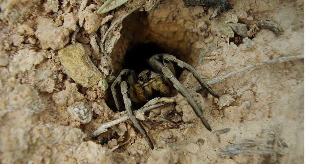 hobo spider vs wolf spider