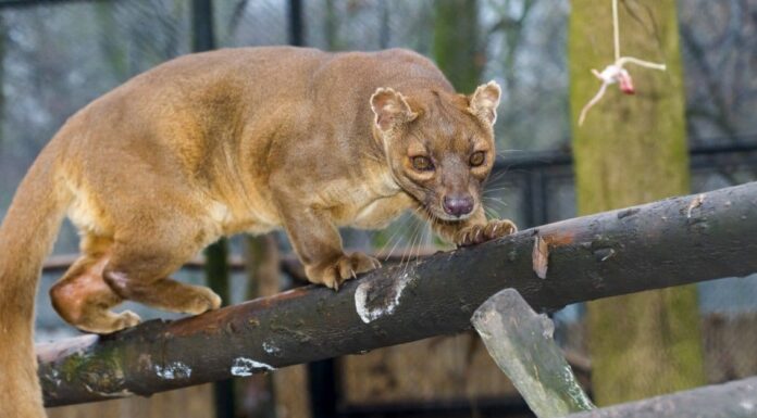 10 incredibili fatti di Fossa
