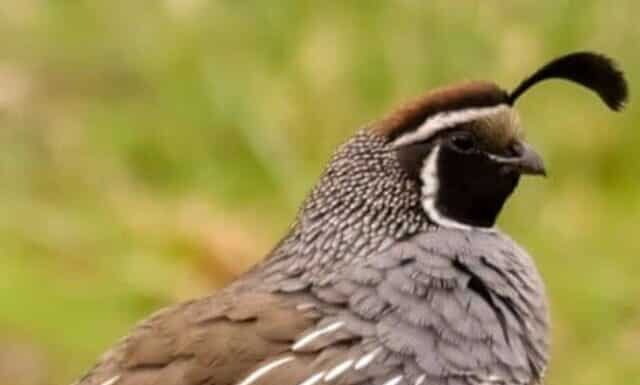 10 fatti incredibili sulla quaglia
