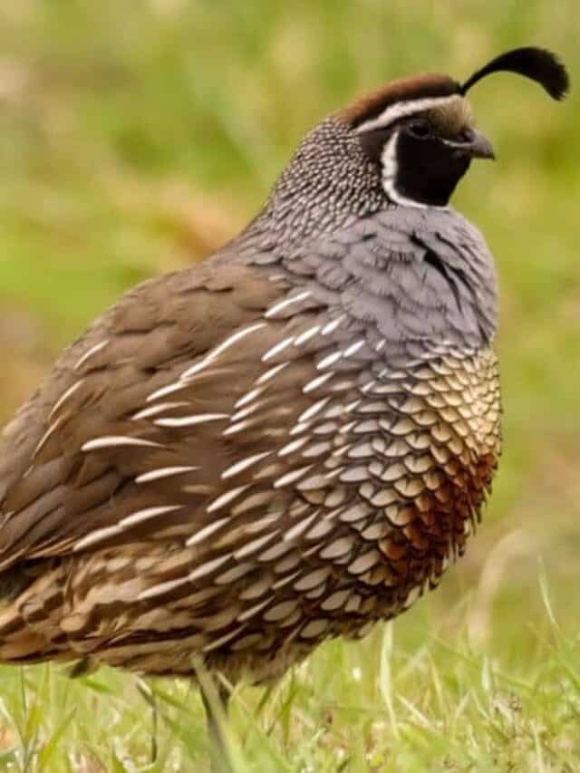 10 fatti incredibili sulla quaglia