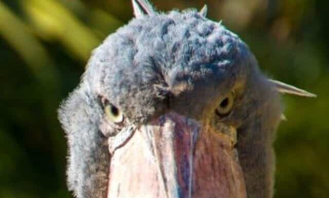 10 incredibili fatti sulla cicogna dal becco a scarpa
