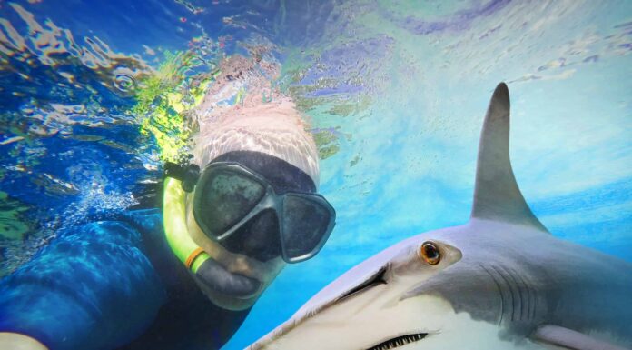 Le 9 spiagge più infestate da squali sulla Terra
