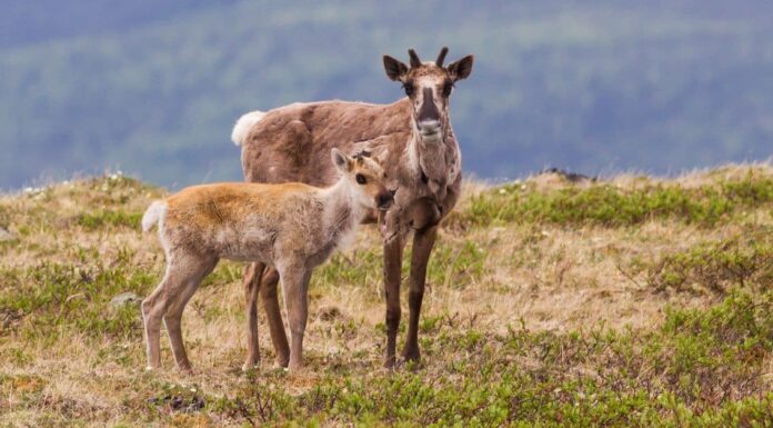 Guarda un orso grizzly dell'Alaska correre e nuotare per oltre 1 miglio per catturare un caribù selvatico in un video incredibile
