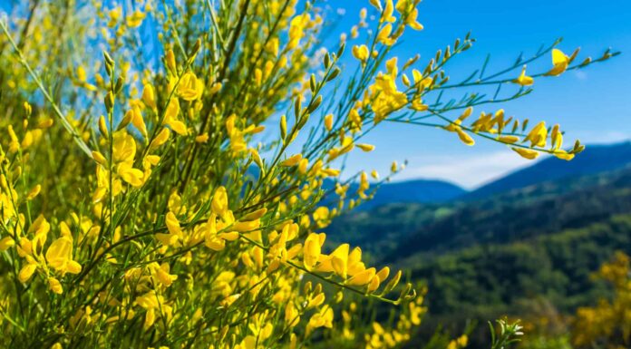 Texas Mountain Laurel