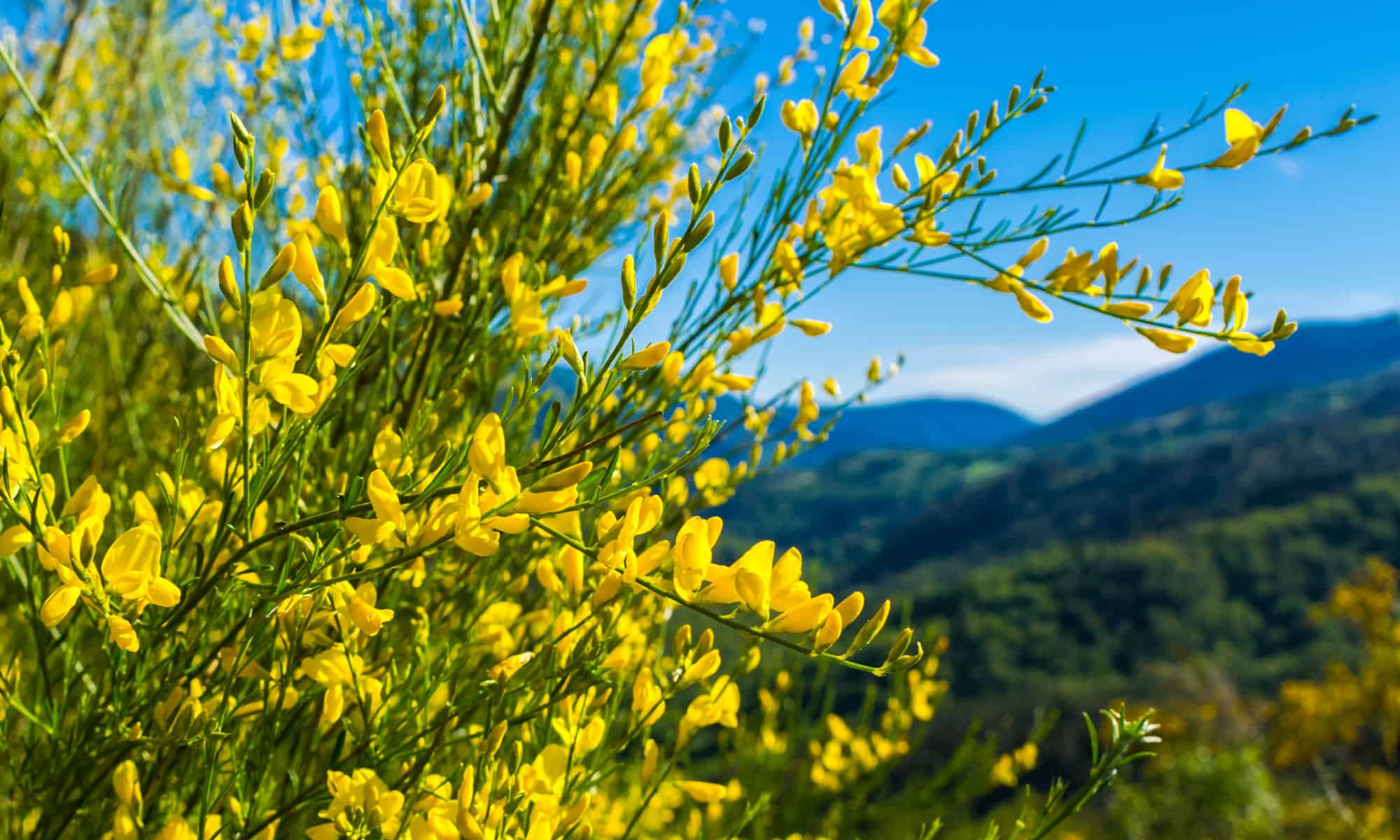 Texas Mountain Laurel