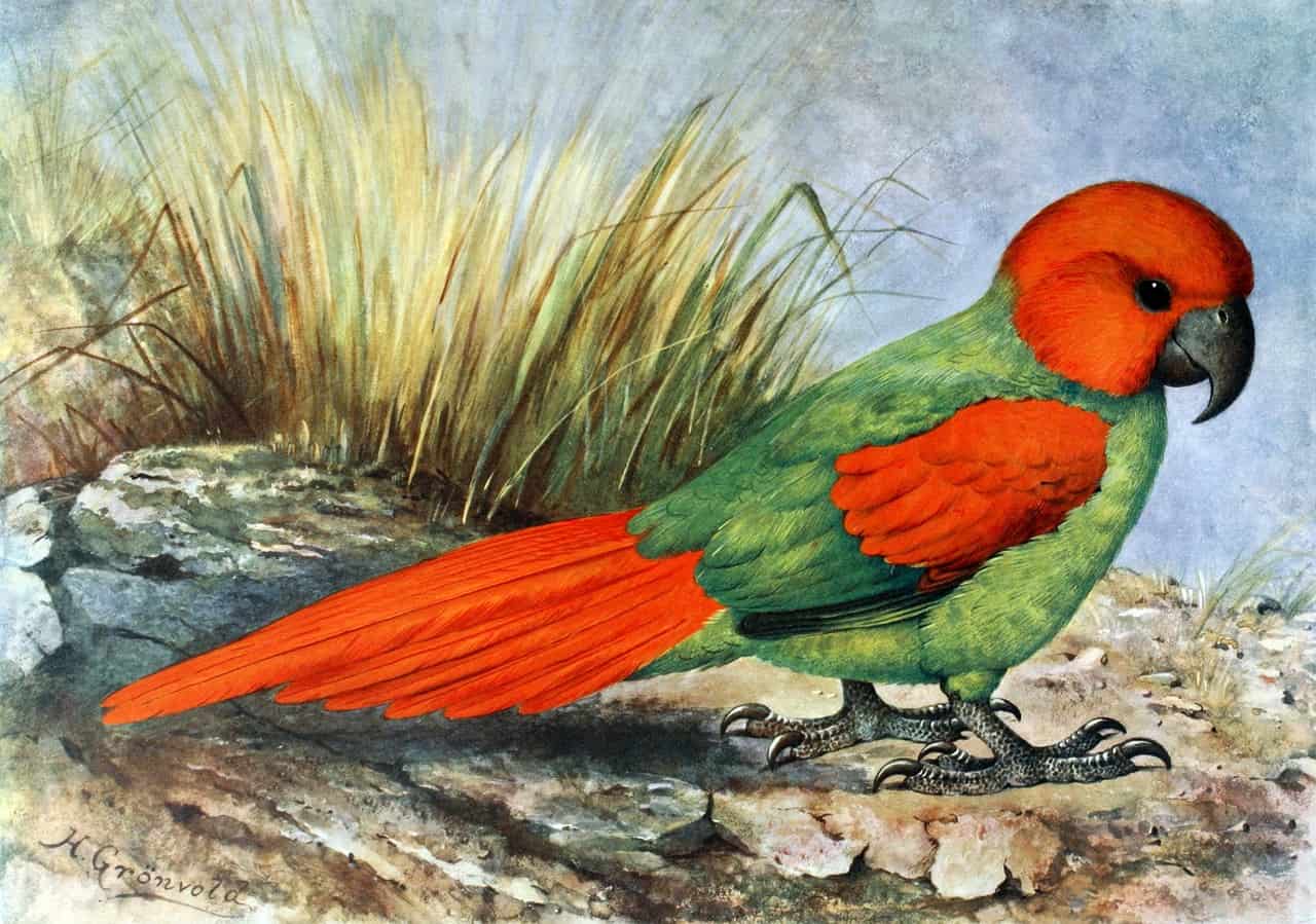 Carolina parakeet