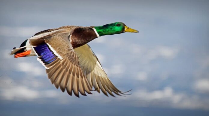 Germano reale vs anatra: quali sono le differenze?
