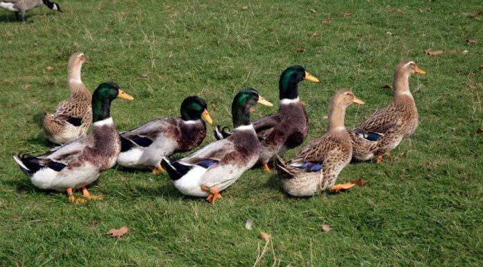 Rouen Duck vs Germano reale: quali sono le differenze?
