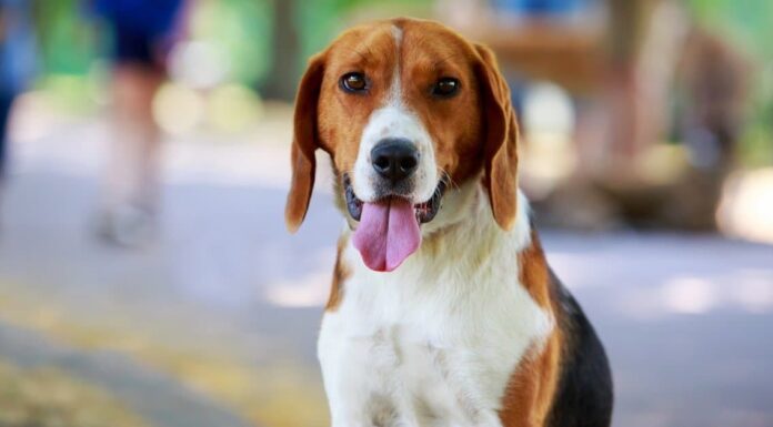 Foxhound inglese vs Foxhound americano: spiegate le differenze chiave
